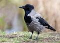 Kråke - Hooded crow (Corvus cornix)